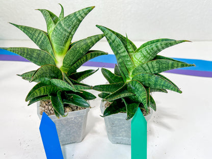 Sansevieria Sindoro XL | Imported Plants | Rare Hybrid Species
