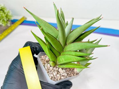 Sansevieria Aura | Imported Plants | Rare Hybrid Species