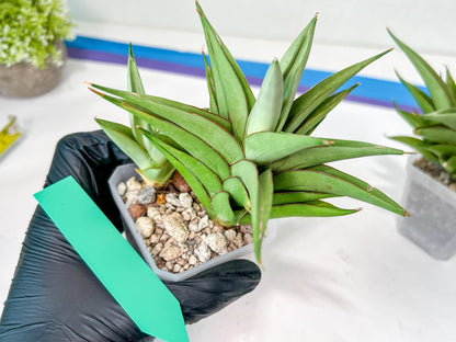 Sansevieria Aura | Imported Plants | Rare Hybrid Species