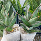 Sansevieria Pinguicula (#H3) | Walking Sansevieria | Imported