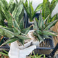 Sansevieria Pinguicula (#H3) | Walking Sansevieria | Imported