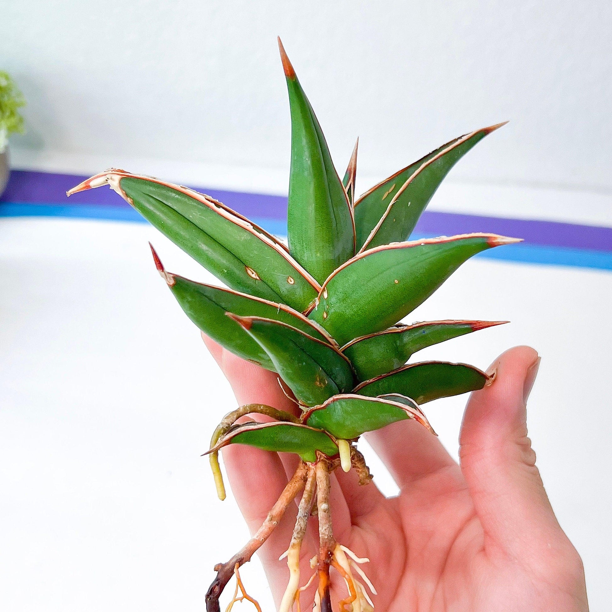 Sansevieria Pinguicula (#H3) | Walking Sansevieria | Imported
