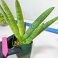 Sansevieria Boncel Variegata XXL (#D5) | Imported Plants | Rare Hybrid Species