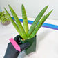 Sansevieria Boncel Variegata XXL (#D5) | Imported Plants | Rare Hybrid Species