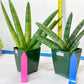 Sansevieria Boncel Variegata XXL (#D5) | Imported Plants | Rare Hybrid Species