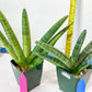 Sansevieria Boncel Variegata XXL (#D5) | Imported Plants | Rare Hybrid Species