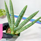 Sansevieria Boncel Variegata XXL (#D5) | Imported Plants | Rare Hybrid Species
