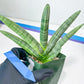 Sansevieria Boncel Variegata XXL (#D5) | Imported Plants | Rare Hybrid Species