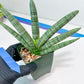 Sansevieria Boncel Variegata XXL (#D5) | Imported Plants | Rare Hybrid Species