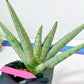 Sansevieria Super Chubby | Choose your own Plant | (D5) (D3)