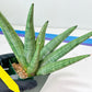 Sansevieria Super Chubby | Choose your own Plant | (D5) (D3)