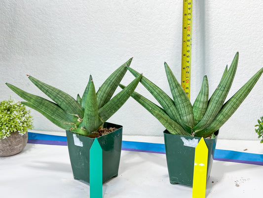 Sansevieria Super Chubby | Choose your own Plant | (D5)
