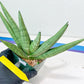 Sansevieria Super Chubby | Choose your own Plant | (D5)