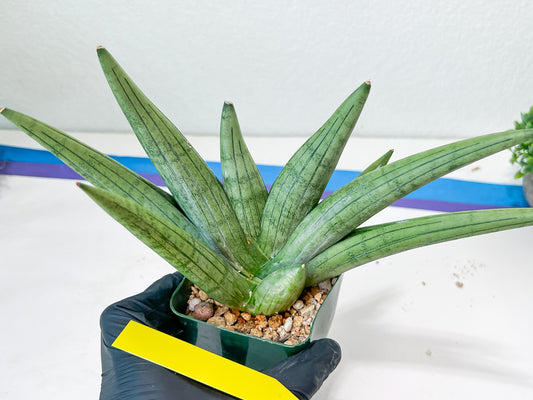 Sansevieria Super Chubby | Choose your own Plant | (D5)