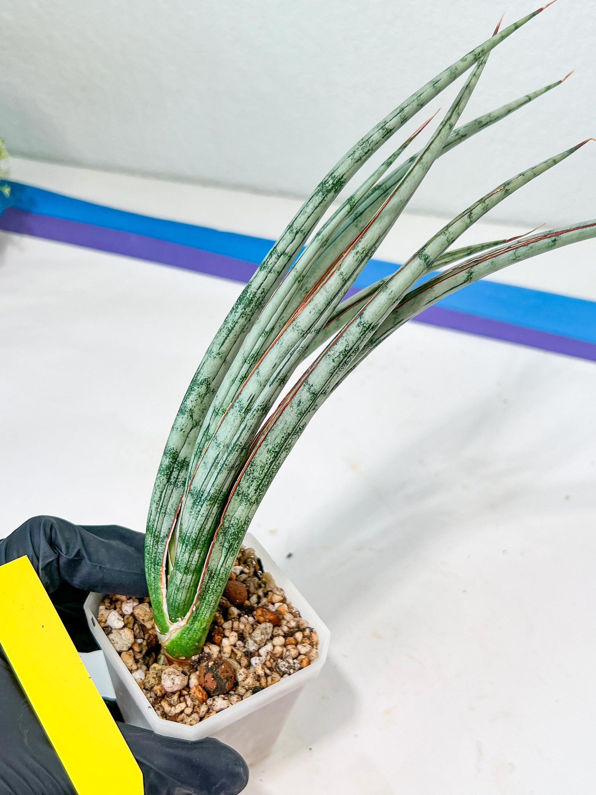 Sansevieria Be Bright XL (#E2) | Explore the World of Unusual Plants