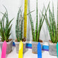 Sansevieria Be Bright XL (#E2) | Explore the World of Unusual Plants
