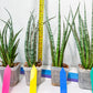 Sansevieria Be Bright XL (#E2) | Imported Plants | Rare Hybrid Species