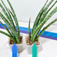 Sansevieria Be Bright XL (#E2) | Explore the World of Unusual Plants