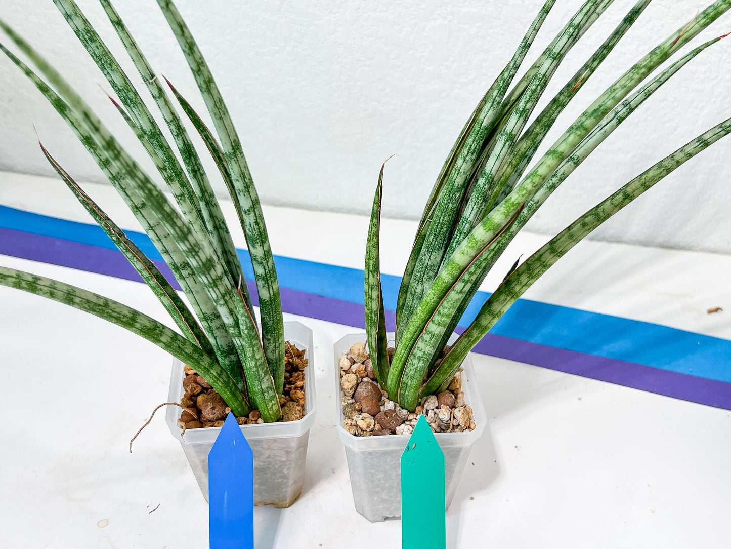 Sansevieria Be Bright XL (#E2) | Explore the World of Unusual Plants