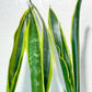 Sansevieria Trifasciata Lillian True Oil | Imported Plants