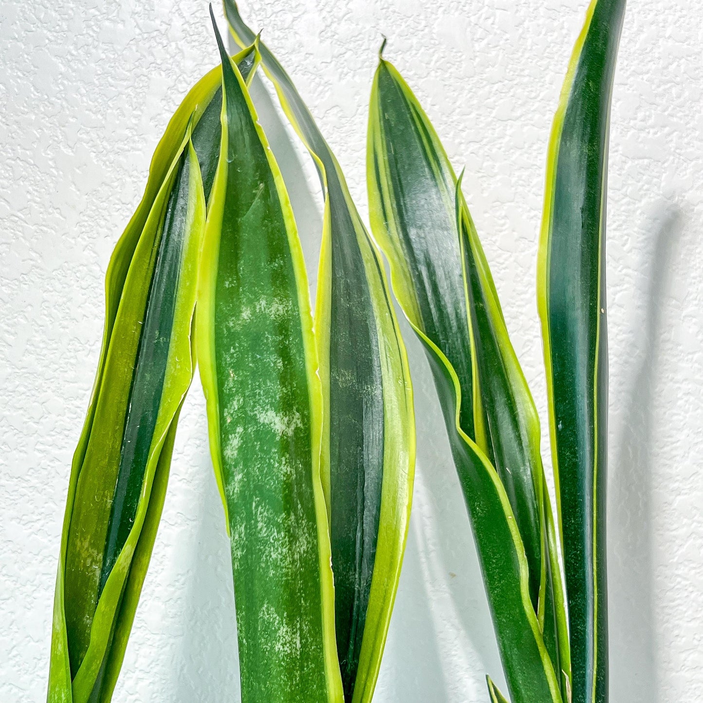 Sansevieria Trifasciata Lillian True Oil | Imported Plants