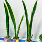 Sansevieria Trifasciata Lillian True Oil | Imported Plants
