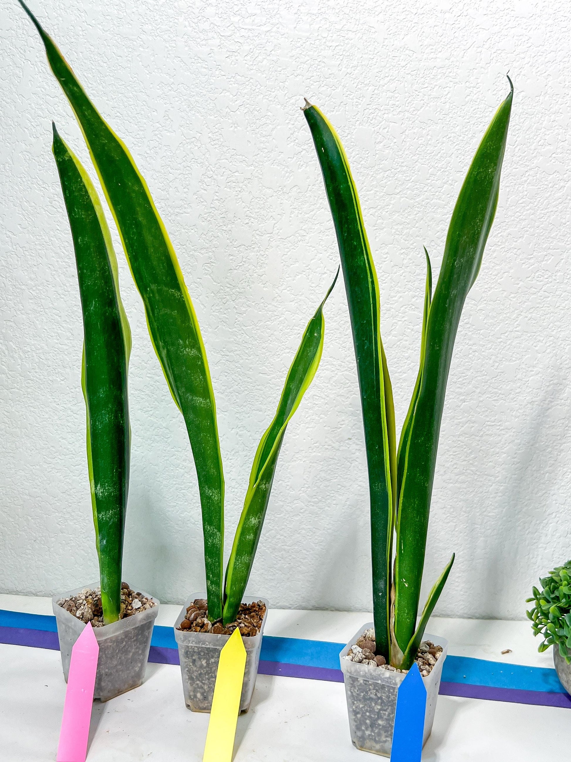 Sansevieria Trifasciata Lillian True Oil | Imported Plants