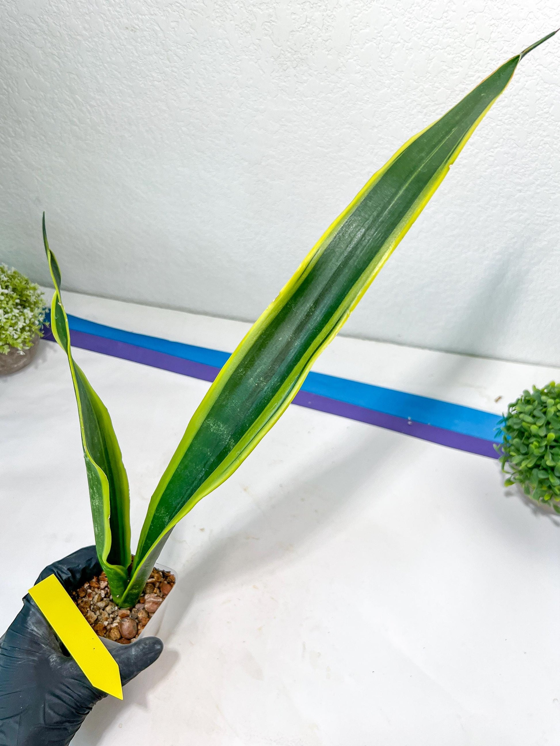 Sansevieria Trifasciata Lillian True Oil | Imported Plants