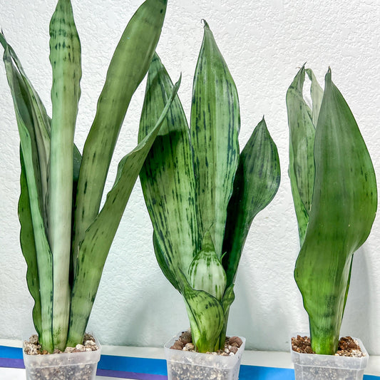 Sansevieria Brazilian Moonshine | Imported Plants