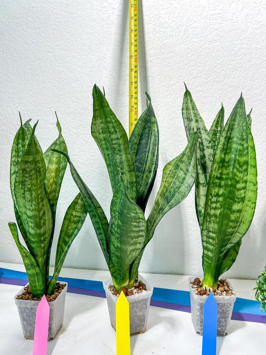 Sansevieria Moonshine Mutant | Imported Plants