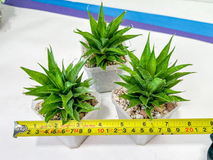 Sansevieria Sunflower (#AC1) | Imported Plants | Rare Hybrid Species