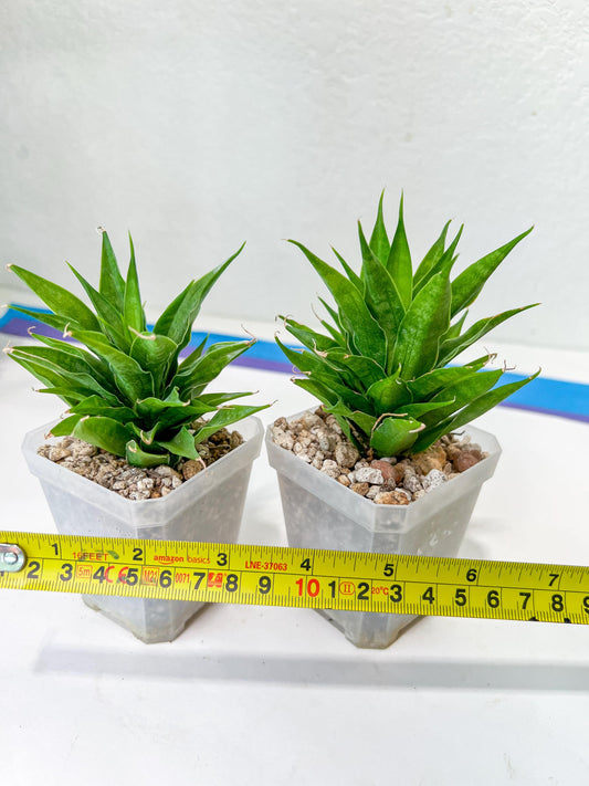 Sansevieria Sunflower (#AC1) | Imported Plants | Rare Hybrid Species