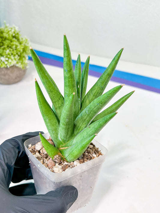Sansevieria Snow Fountain (#AC3) | Select Your Unique Green Rarity