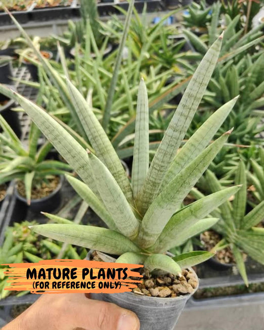 Sansevieria Snow Boy (AC16) | Reveal a Hidden Botanical Gem