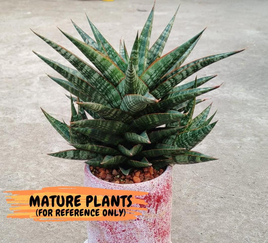 Sansevieria Star Gate (#H10) | Imported Hybrids