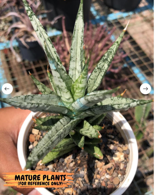 Sansevieria Keshya (#H12) | Imported Plants | Rare Hybrid Species