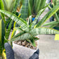 Sansevieria Kagawa (H16) | Let a unique plant bring peace to your space