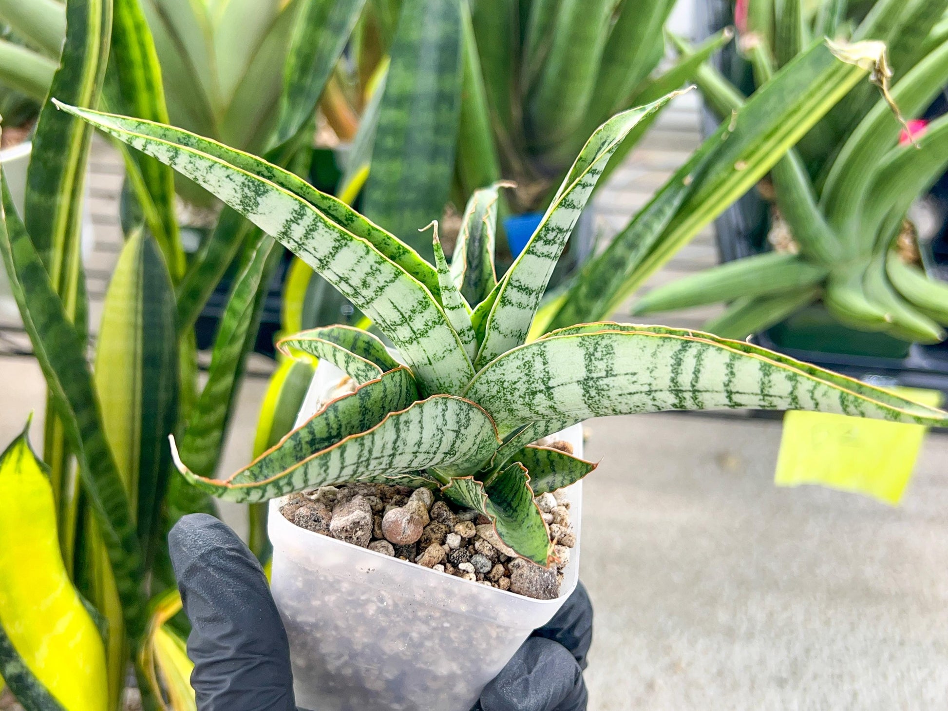Sansevieria Kagawa (H16) | Let a unique plant bring peace to your space