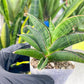 Sansevieria Argopuro (H17) | Invest in joy—start with a rare plant.