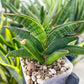 Sansevieria Argopuro (H17) | Invest in joy—start with a rare plant.