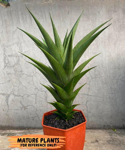 Sansevieria Marlena (ba1) (8) | Rara Hybrid