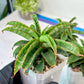 Sansevieria AFF Nalika (H22) | Turn your space into a jungle of rare beauty