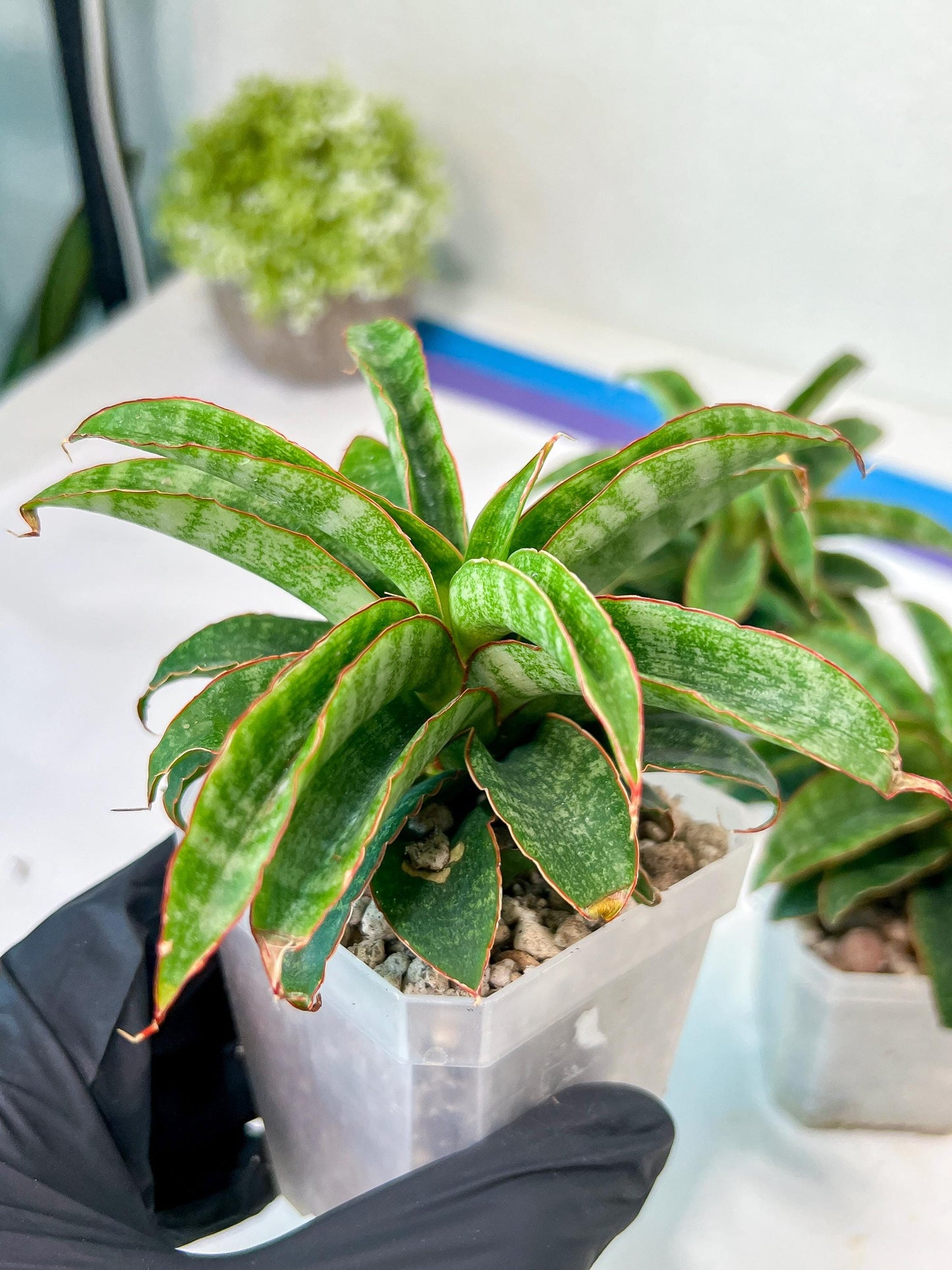 Sansevieria AFF Nalika (H22) | Turn your space into a jungle of rare beauty