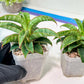 Sansevieria AFF Nalika (H22) | Turn your space into a jungle of rare beauty