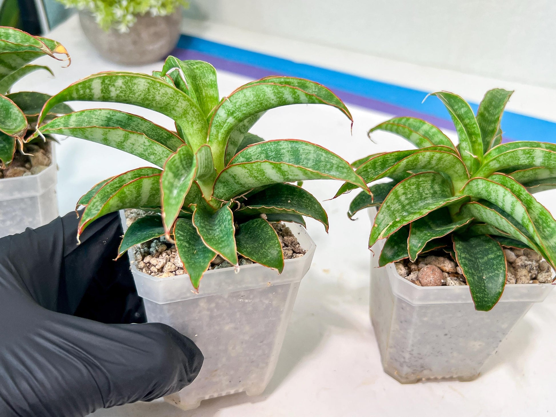Sansevieria AFF Nalika (H22) | Turn your space into a jungle of rare beauty
