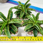 Sansevieria AFF Nalika (H22) | Turn your space into a jungle of rare beauty