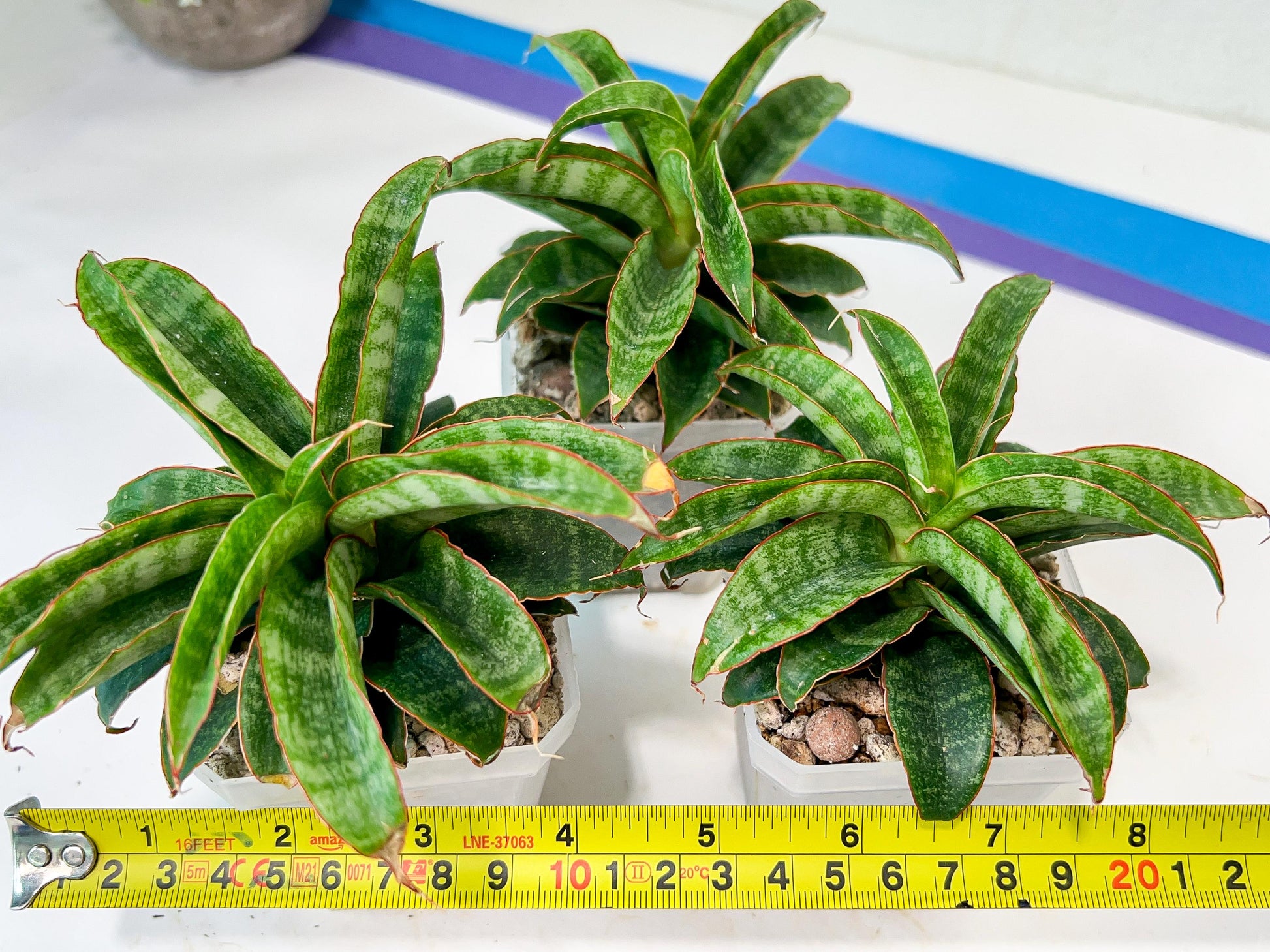 Sansevieria AFF Nalika (H22) | Turn your space into a jungle of rare beauty