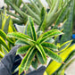 Sansevieria AFF Nalika (H22) | Turn your space into a jungle of rare beauty