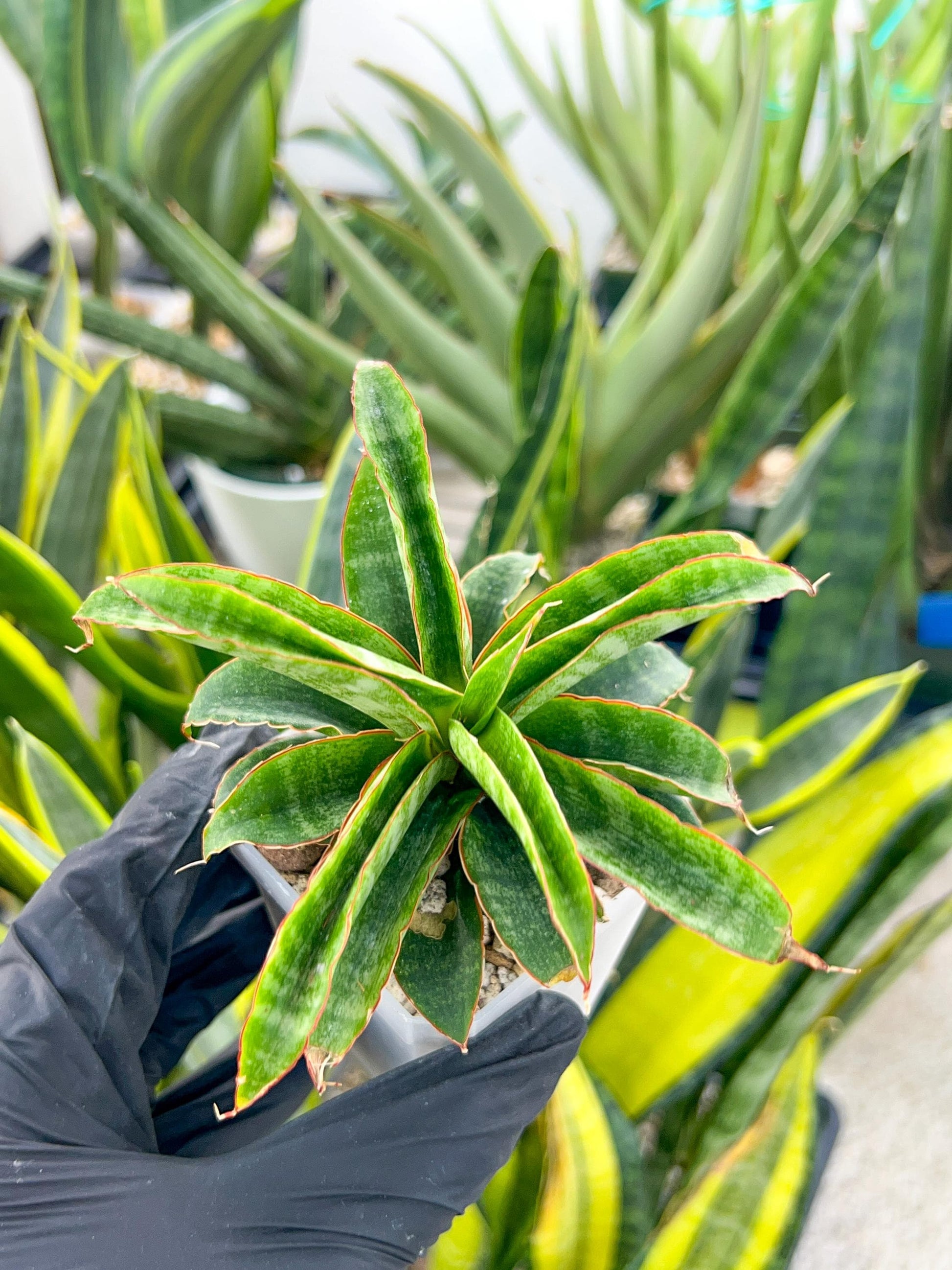 Sansevieria AFF Nalika (H22) | Turn your space into a jungle of rare beauty