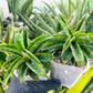 Sansevieria AFF Nalika (H22) | Turn your space into a jungle of rare beauty